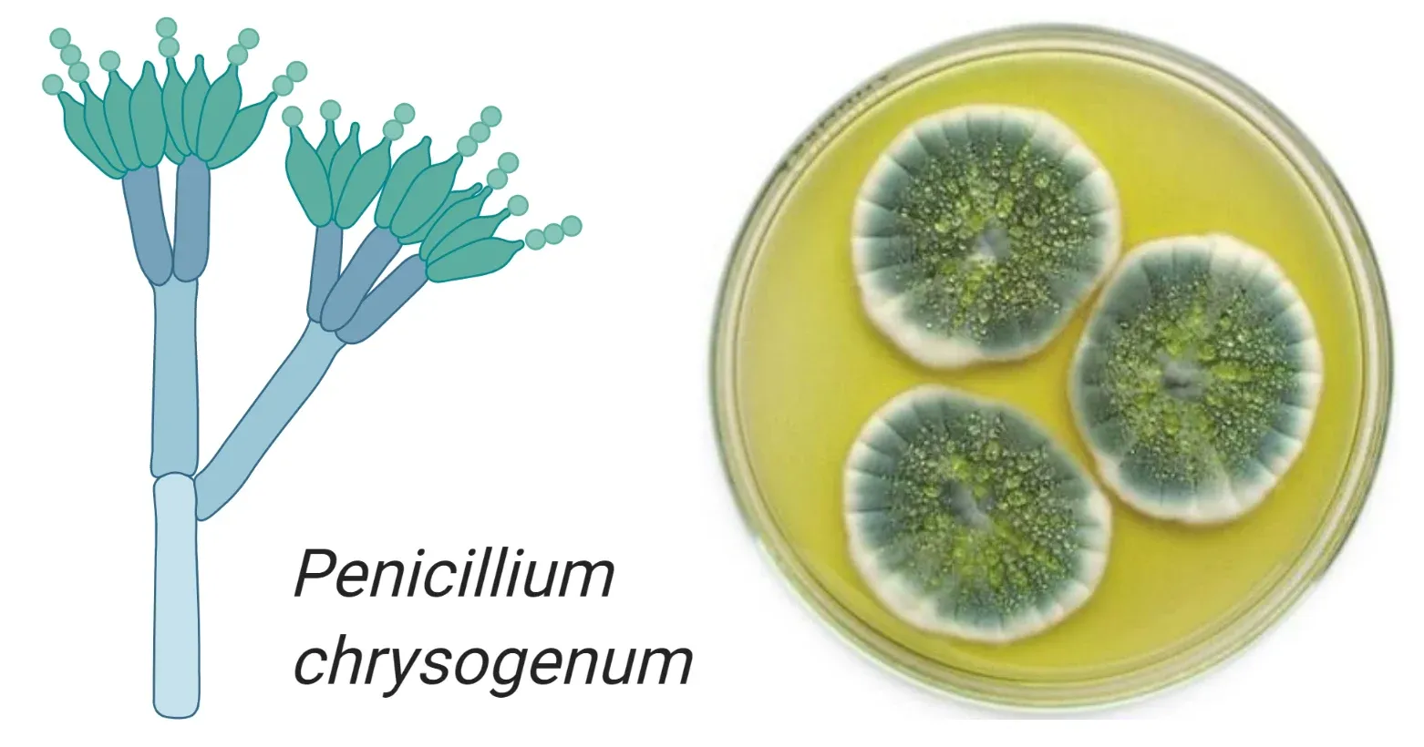Penicillium